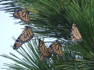 Monarchs on Atlantic coast via Journey North