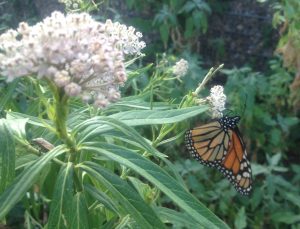 Monarch on Swamp milkweed