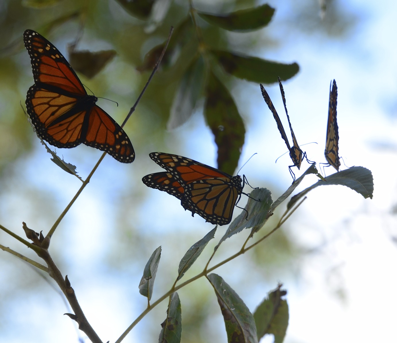 Monarch butterflies on the Llano River