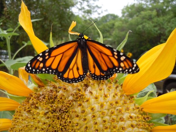 Monarch Butterfly Inches Toward “Threatened” Status Under Endangered ...