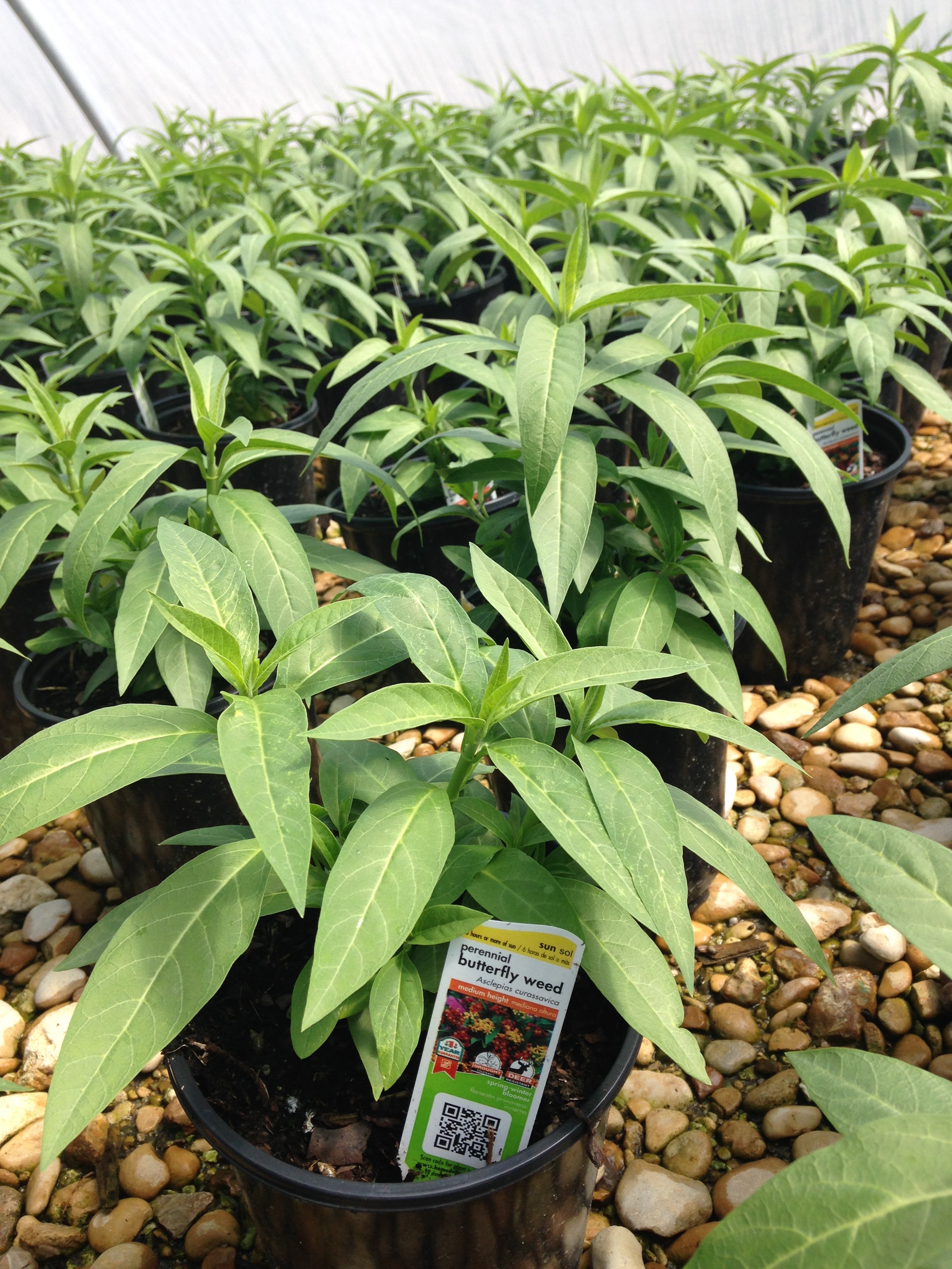 Mega Grower Color Spot Nursery to Consider Growing Clean, Chemical-free ...
