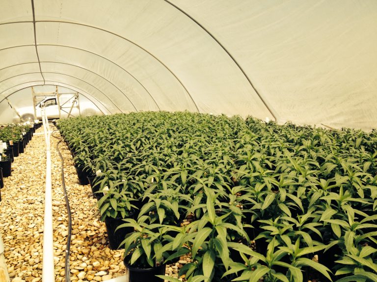 Mega Grower Color Spot Nursery to Consider Growing Clean, Chemicalfree