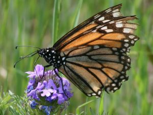 Worn migrant Monarch