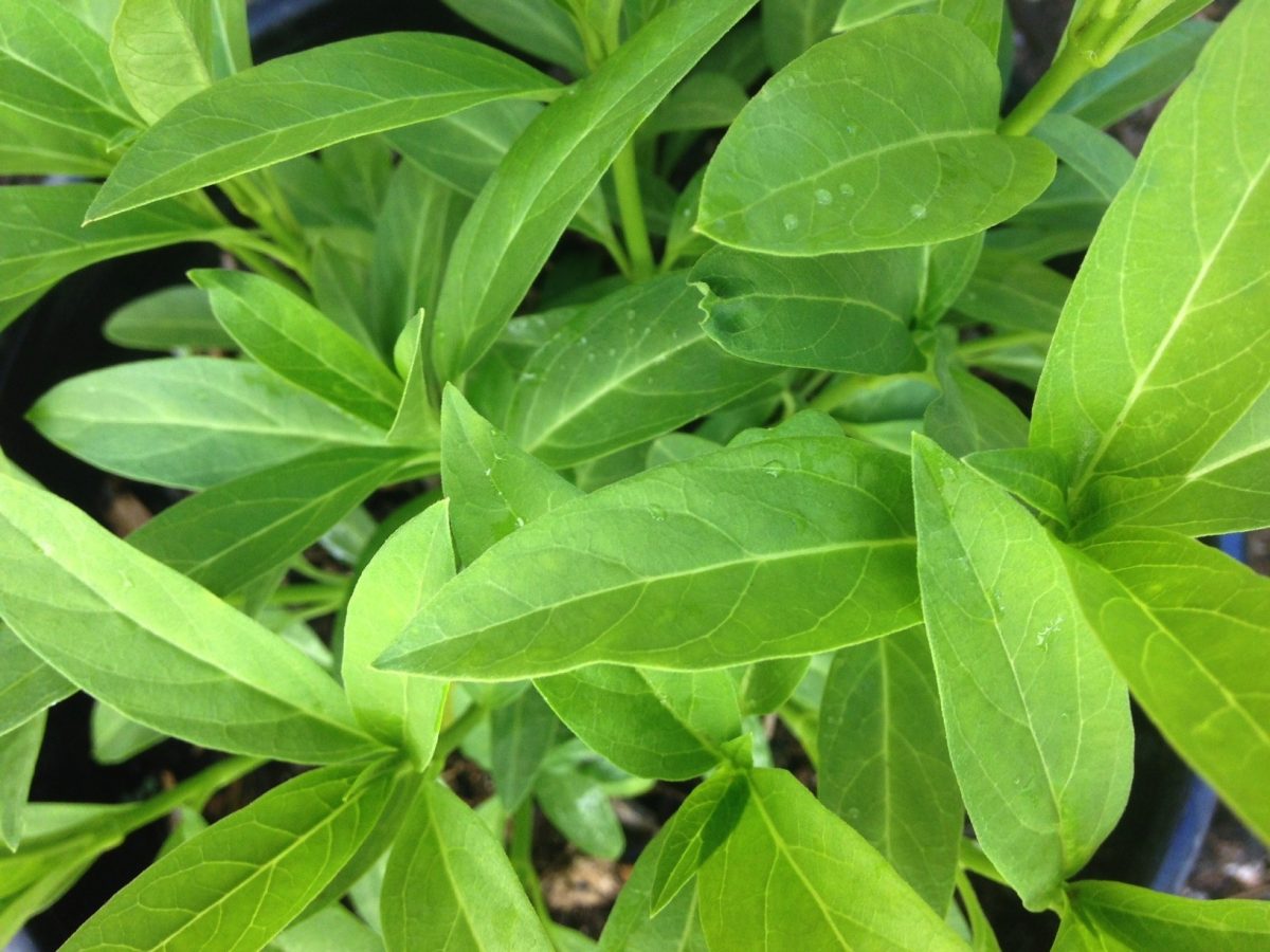 Let The Migration Begin: Milkweeds Sprout As Monarch Butterflies Arrive ...