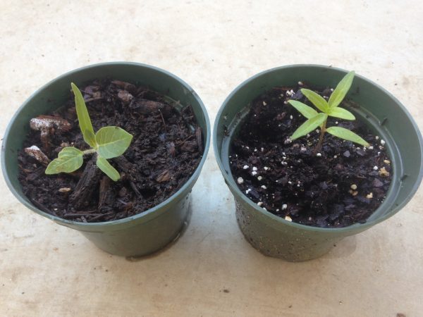 Let The Migration Begin: Milkweeds Sprout As Monarch Butterflies Arrive ...