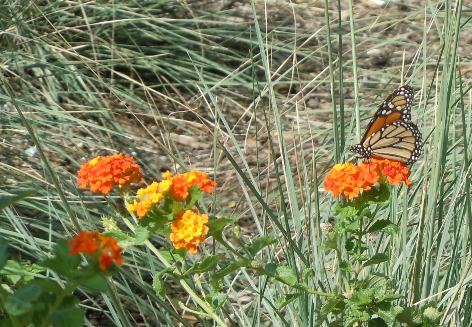 Let the Migration Begin Milkweeds Sprout as Monarch Butterflies Arrive