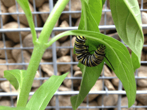 Monarch caterpillar munching milkweed, LIVE from the Maripo