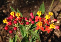 Tropical milkweed: debata pokračuje. Foto Monika Maeckle