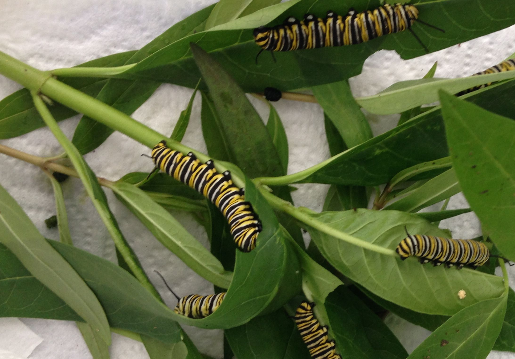 Photograph of a Monarch Caterpillar chowing Down on a Milkweed Plant - T-Shirts Insects 3dRose Stamp City 