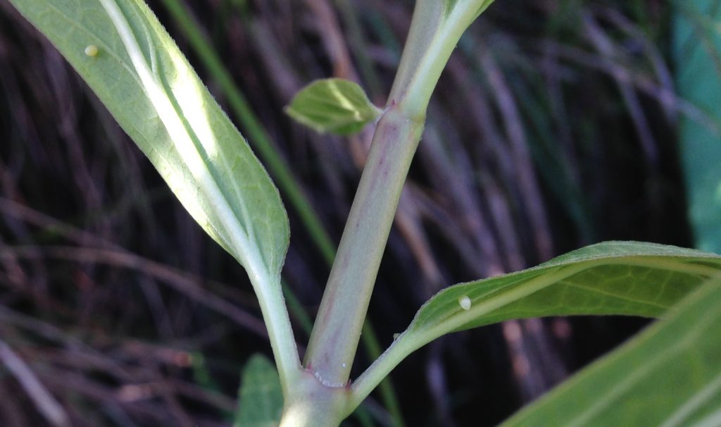 Two Monarch eggs over easy--well, under the leaves of Swamp milkweed on the Llano. Photo by Monika Maeckle