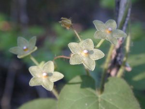 Pearl milkweed vine