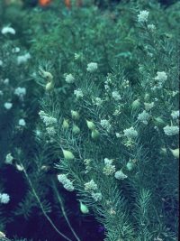 Las monarcas y otros comederos de algodoncillo se alojan en el algodoncillo siempreverde en Arizona y tienen tasas de infección por OE inferiores a la media. Foto de cortesía a través de Ladybird Johnson Wildflower Center, Sally Wasorski