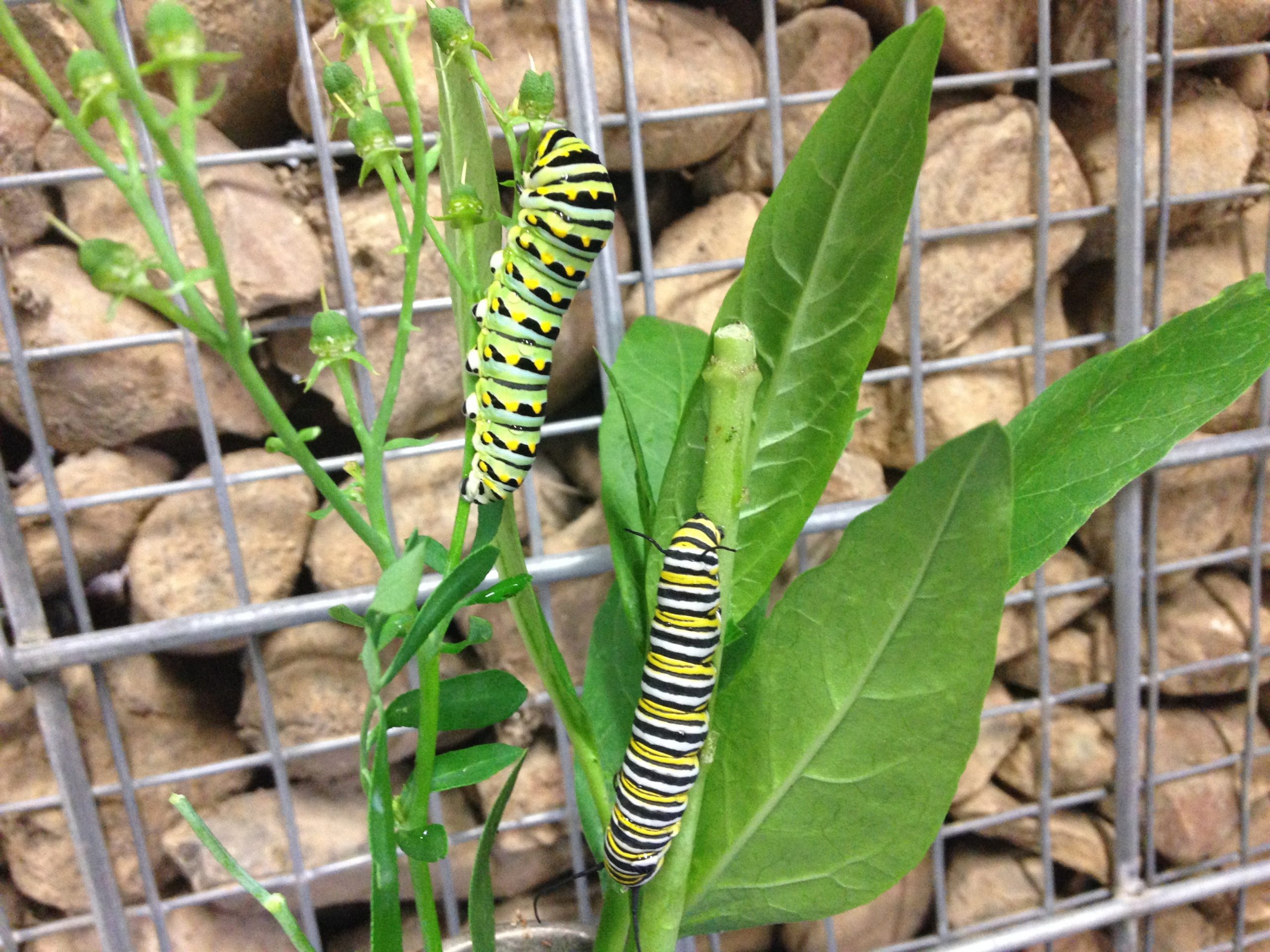 Swallowtail Monarch caterpillar