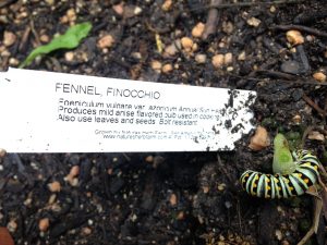 Swallowtail fennel
