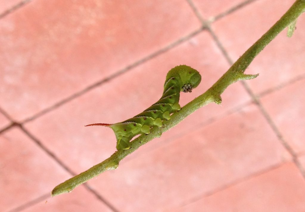 tomato hornowrm caterpillar