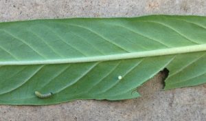 First instar caterpillar and egg