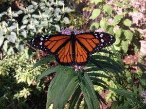 Monarch on swamp milkweed Arsenal