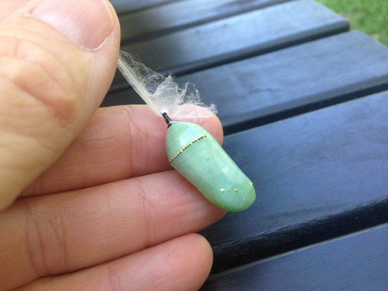 Butterfly FAQ How to move a Monarch butterfly chrysalis Texas