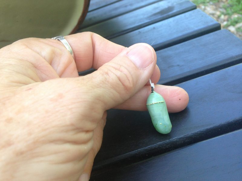 Butterfly FAQ How to move a Monarch butterfly chrysalis Texas