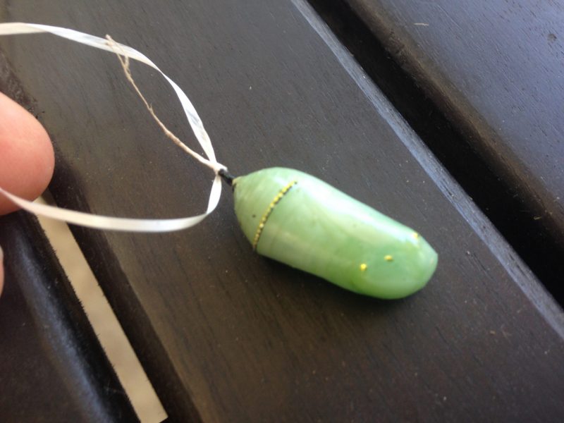 Butterfly FAQ How to move a Monarch butterfly chrysalis Texas