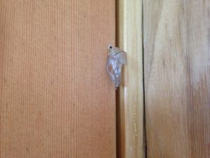 Queen chrysalis on door