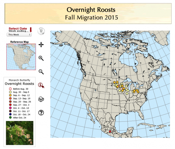 2015 a banner year? Monarch butterfly migration heading our way – Texas ...