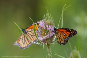 Monarch butterfly on thistle