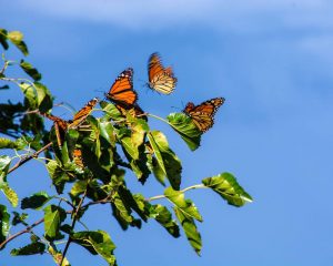 Monarch roost in Iowa