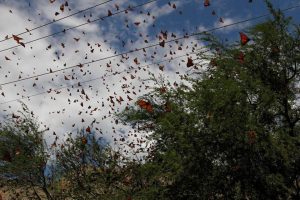 Coahuila Monarchs