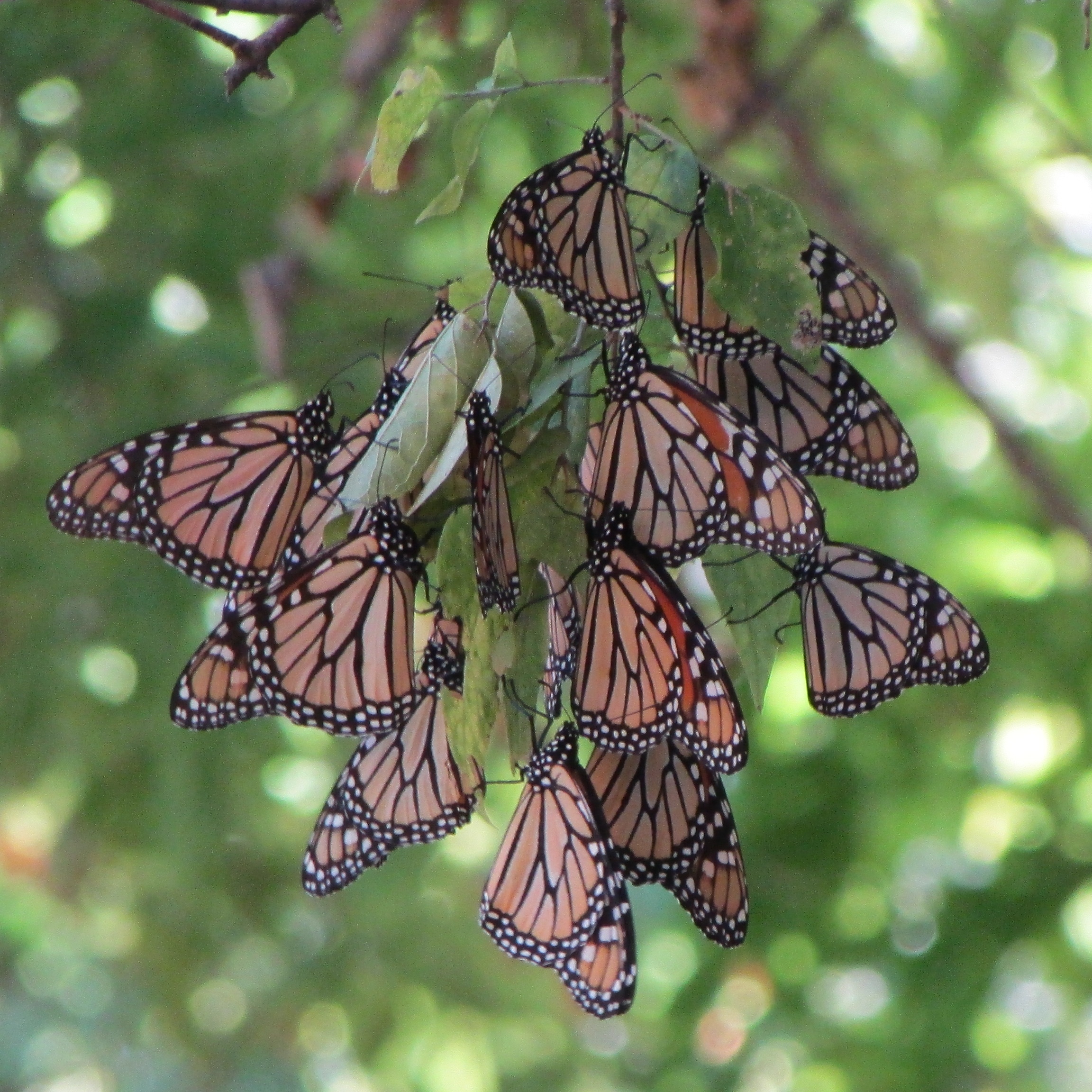 Monarch Butterfly Migration: Mexico's Top Natural Wonder
