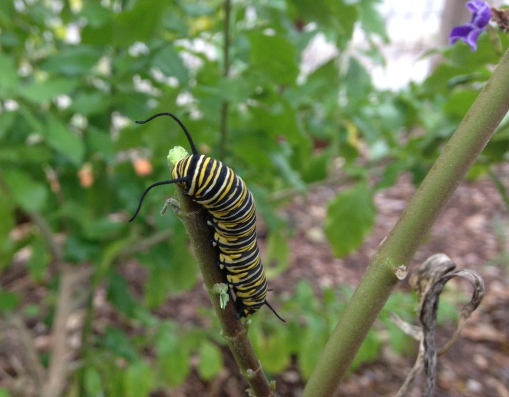 No doubt about it: Monarch caterpillars LOVE Tropical milkweed. Photo taken 11/24/2015 by Monika Maeckle