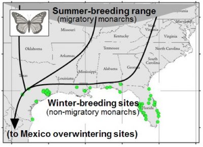 Late season Monarch butterflies create gardening quandary – Texas ...