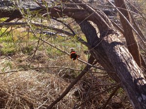 Red Admiral on tree