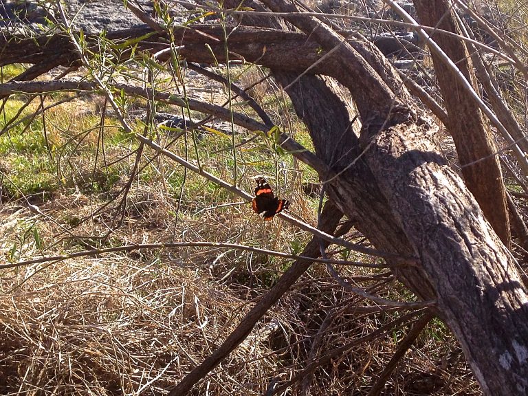 Red Admiral butterflies everywhere Texas Butterfly Ranch