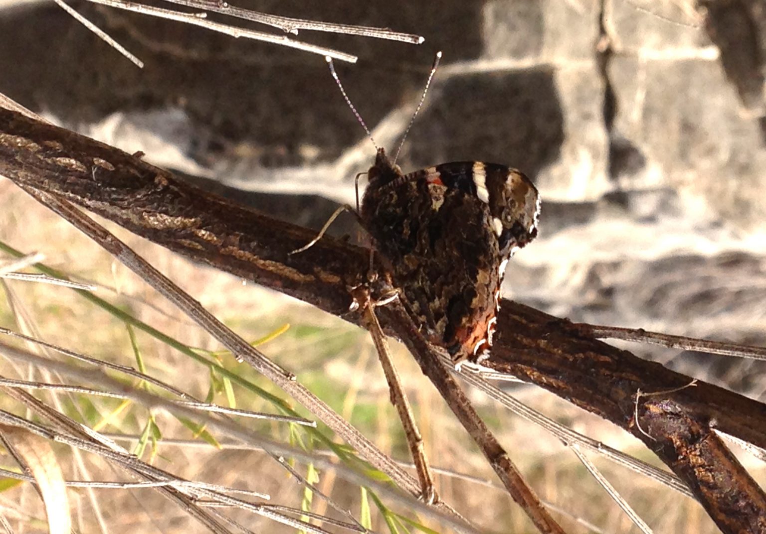Red Admiral butterflies everywhere Texas Butterfly Ranch
