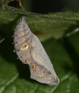 Red admiral chrysalis