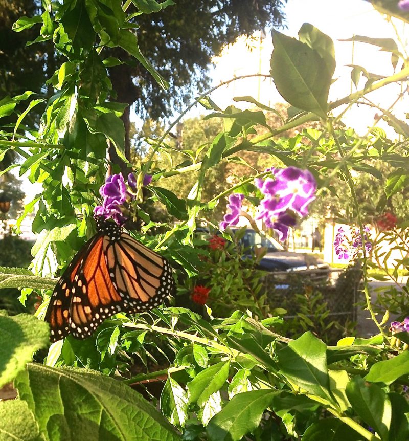 New study nectar plants more important than milkweed for Monarch
