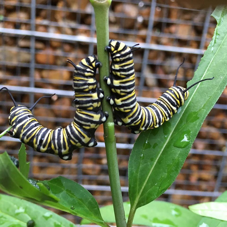 Monarch caterpillars on Milkweed