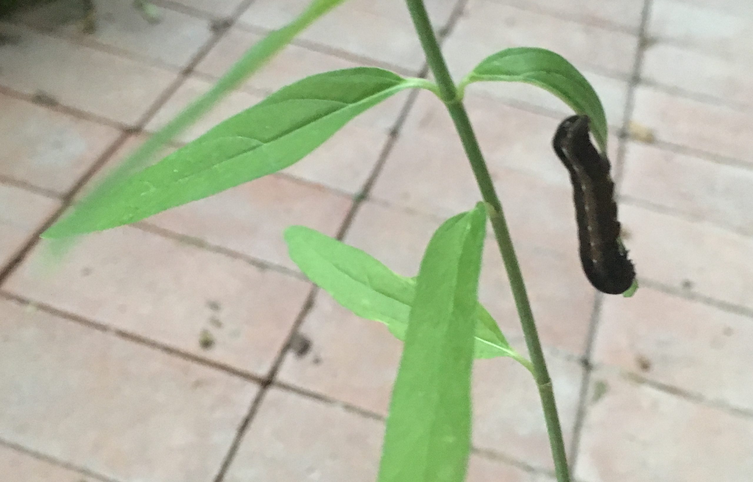 Garden striped caterpillar