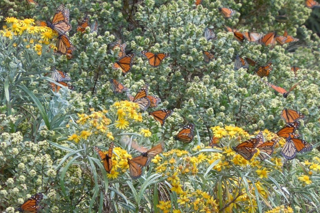 Monarchs Michoacán 2012