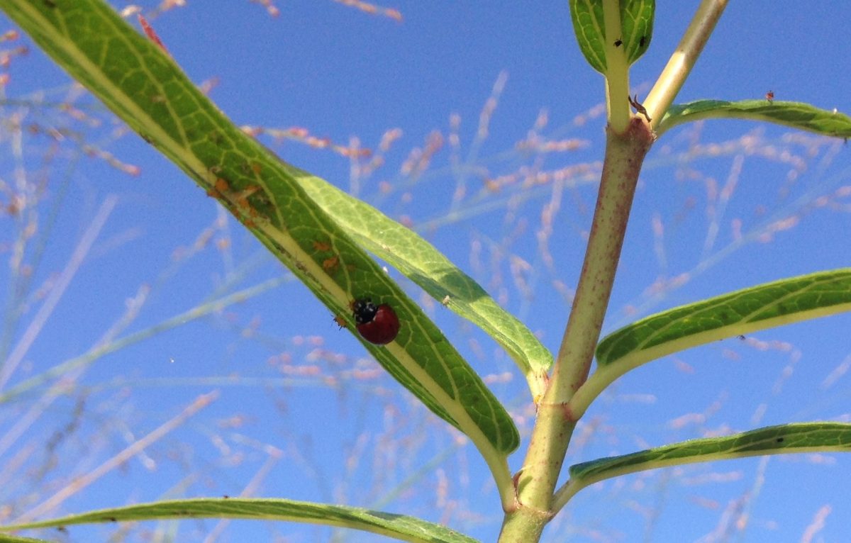 When aphids suck the life from your milkweed, here’s how to safely get