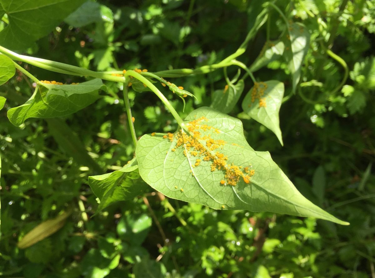 When aphids suck the life from your milkweed, here’s how to safely get