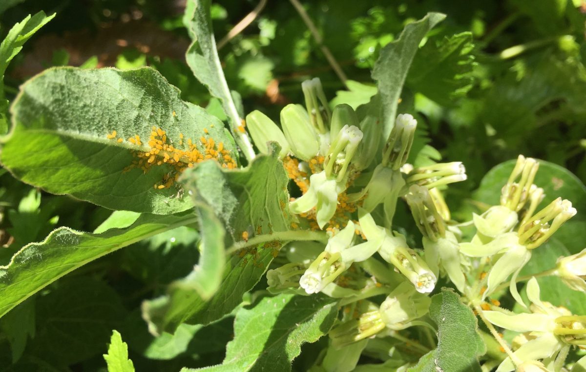 When aphids suck the life from your milkweed, here’s how to safely get