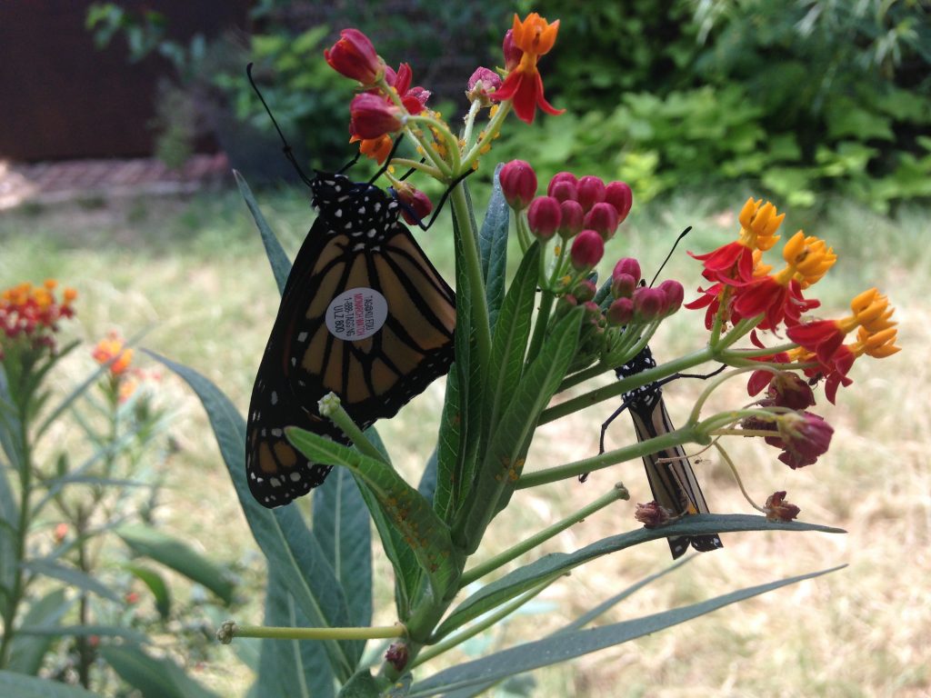 Two tagged Monarchs