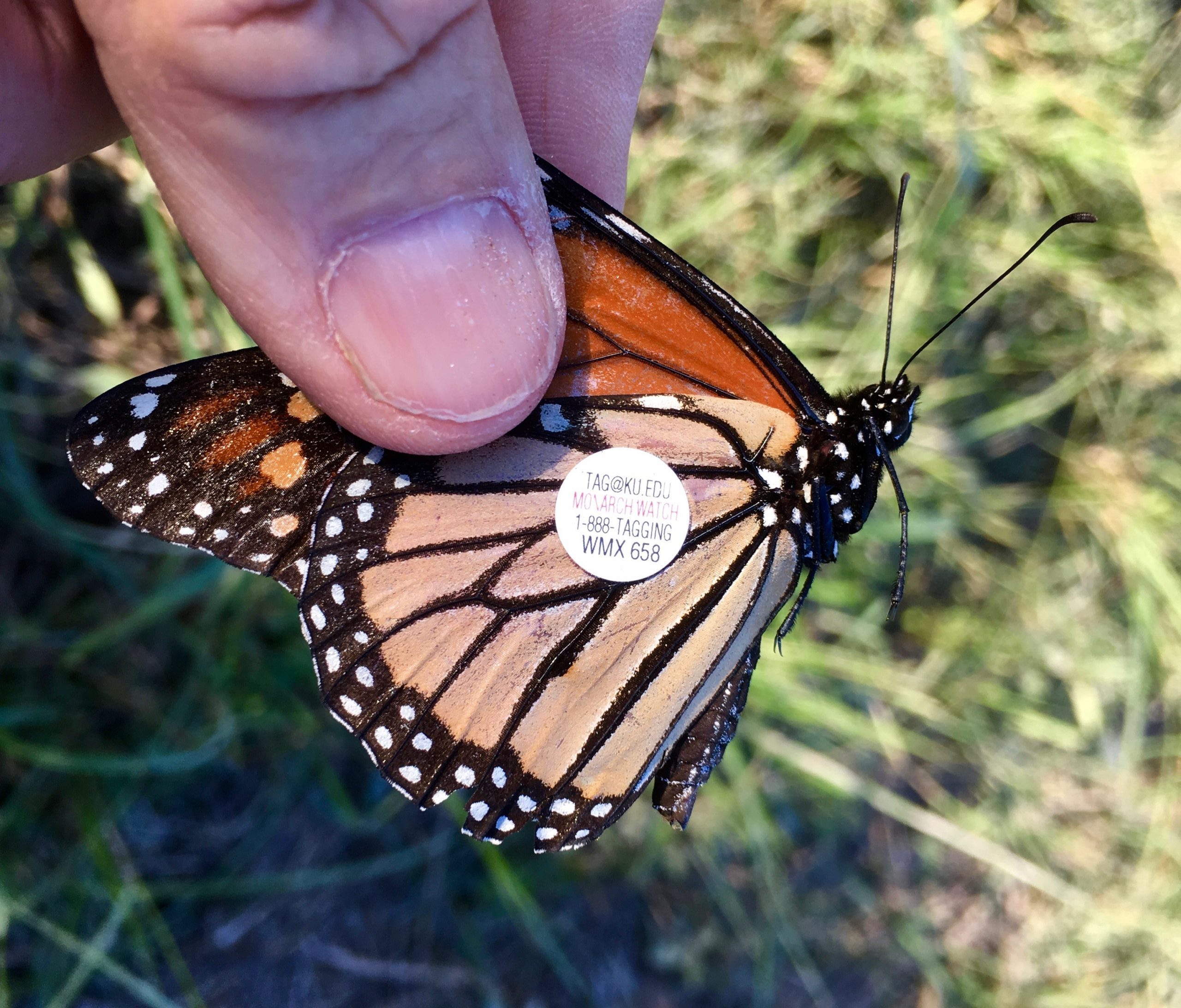 tagged recovered Monarch