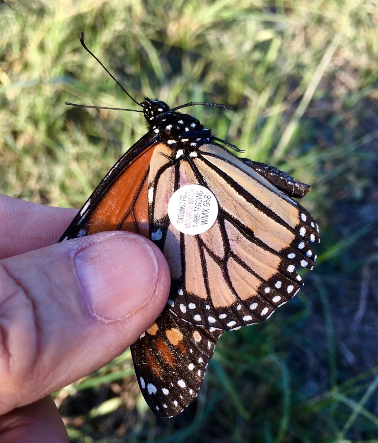 Move over Monarch butterflies, Painted ladies are coming to town ...