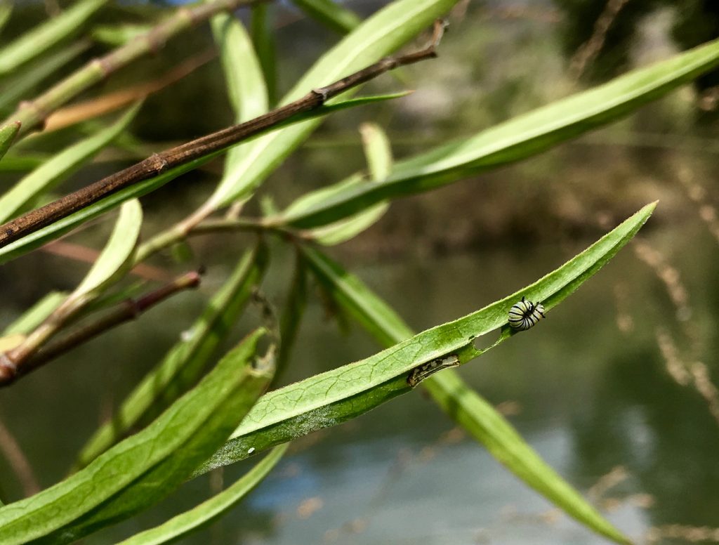 Second instar Monarch caterpillar