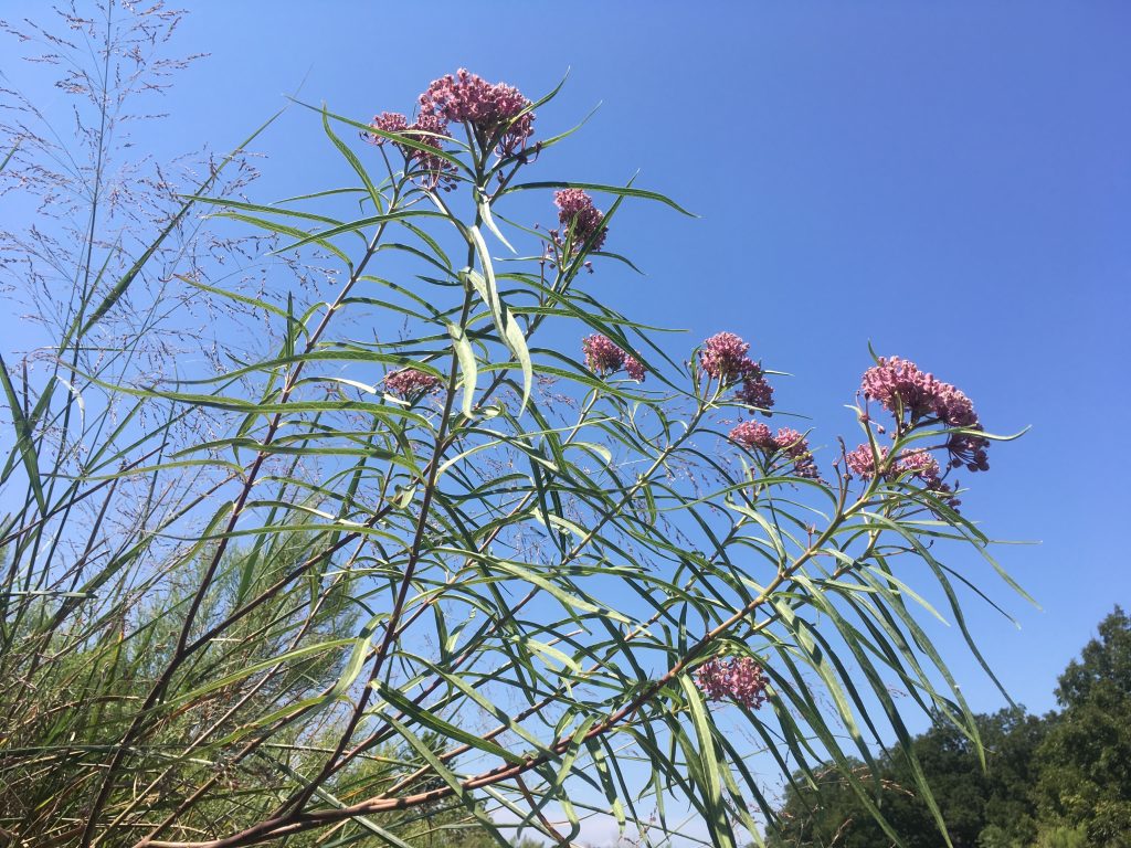 Swamp milkweed, Asclepias incarnata, on the Llano River. --Photo by Monika Maeckle