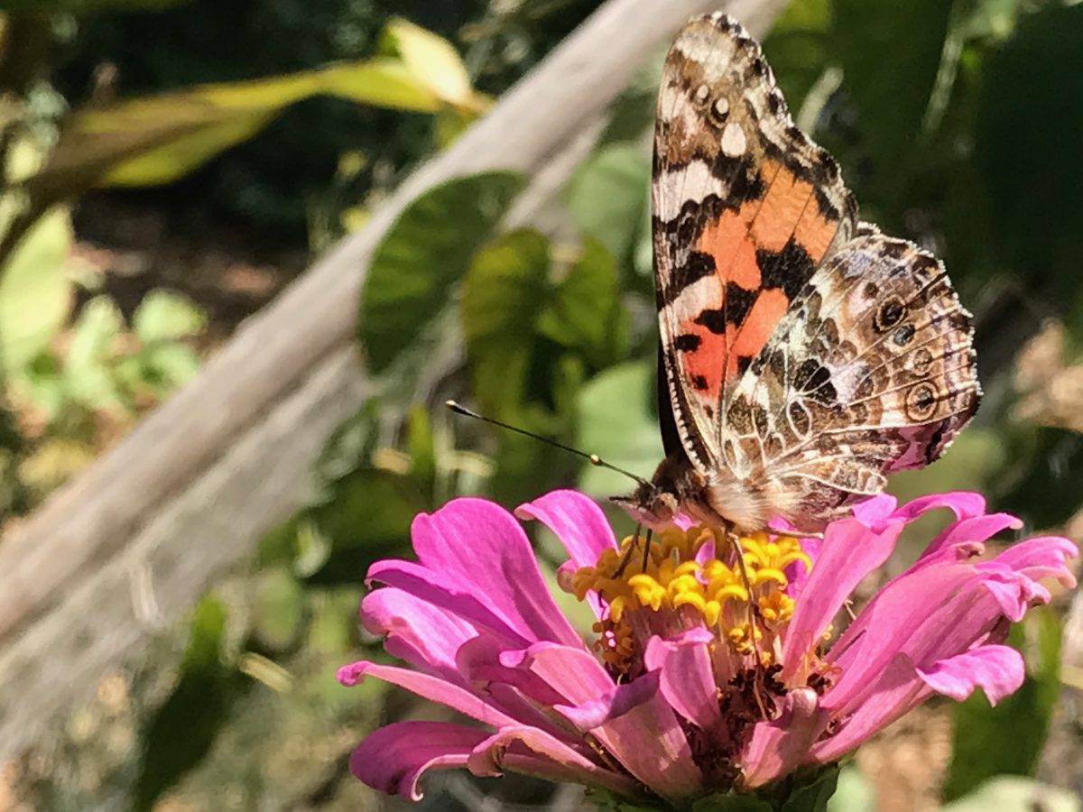 Move over Monarch butterflies, Painted ladies are coming to town ...