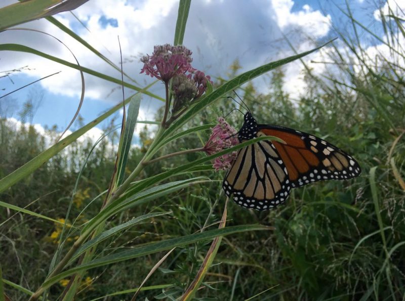 New study nectar plants more important than milkweed for Monarch